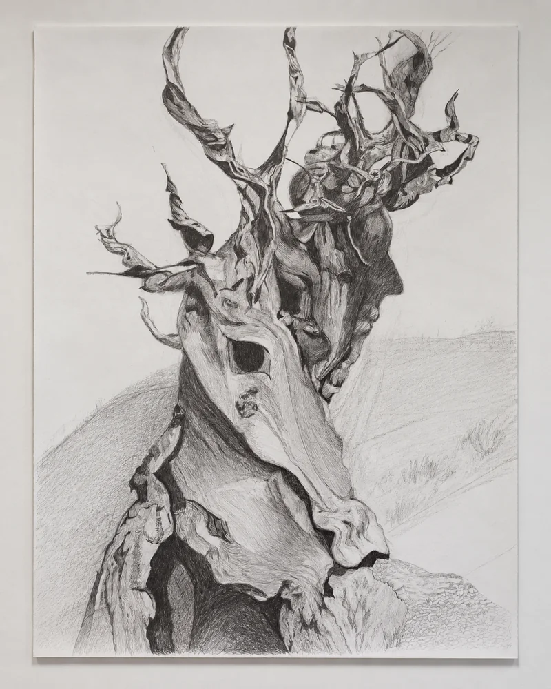 Dessin au crayon d’un arbre noueux
